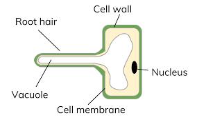 Photosynthetic cell