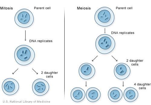 Mitosis vs. Meiosis Mitosis: 1. Used for growth and repair of cells 2. Produces a clone 3. Cells with identical number of chromosomes and genetic information are produced Meiosis: 1.