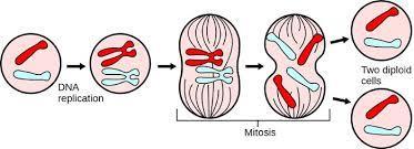 Stages of mitosis Mitosis: Stage 1: The longest phase. The parent cell grows larger and carries out normal cell activity.