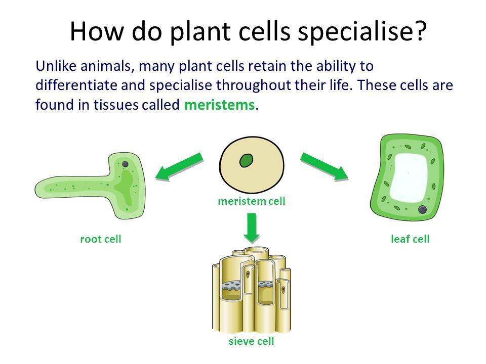 Cell differentiation Stem cells from meristems can be used to produce clones of plants quickly and cheaply. Eg. For protection from extinction or high crop yield.