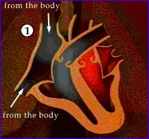 The Heart 1. Deoxygenated blood (i.e. blood without oxygen) enters through the vena cava into the right atrium 4.
