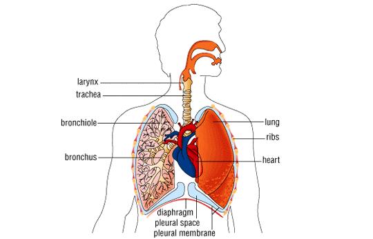 The Respiratory System The bigger the organism, the more difficult it is