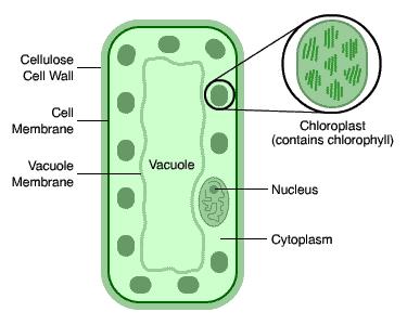 A Typical Plant Cell: Cell wall made of cellulose which strengthens the cell Cell membrane controls what comes in and out Large vacuole contains sap and helps support the