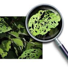 More about plant diseases Plant diseases can be detected by: Stunted growth Spots on leaves