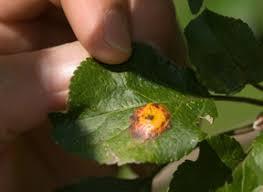 Identification of plant diseases can be done by: Referring to a gardening manual Taking