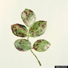 Plant disease Rose Black spot: Produce black spots on leaves and leaves