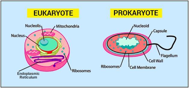 Eukaryotic and Prokaryotic Cells Prokaryotic Cells: Have DNA but NOT enclosed in a nucleus. Have cytoplasm and cell membrane enclosed in a cell wall.