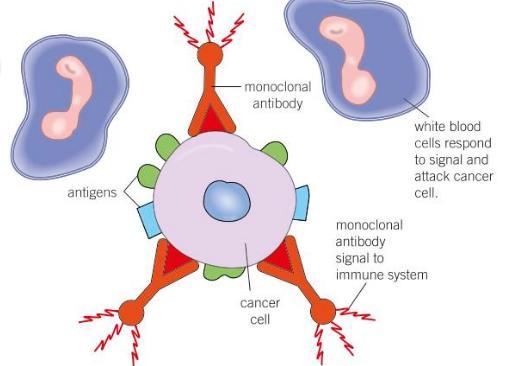 Uses of monoclonal antibodies in treatment.