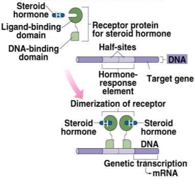 *After the binding of receptors with lipid hormones, Dimerization will occur which Stimulates transcription of particular genes in the DNA