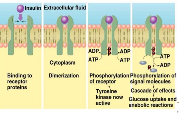Autophosphorylation occurs to Beta subunits, increasing tyrosine kinase activity.