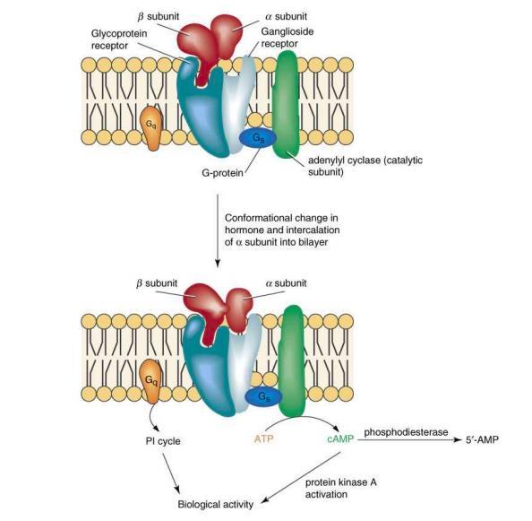 receptor acts on G-protein which will act on adenylate cyclase in