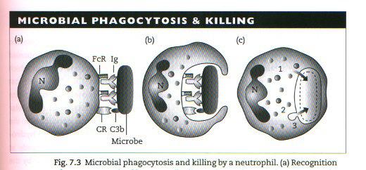 Phagocytosis assisted