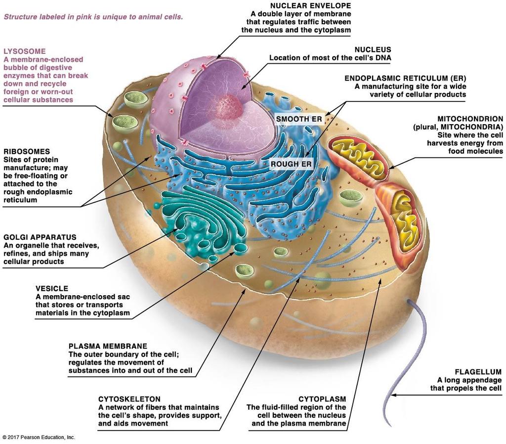 Plant and animal cells have common and unique structures: Idealized animal cell: B. Idealized animal cell 1. All living cells have a plasma membrane, cytoplasm, ribosomes, and DNA. 2.
