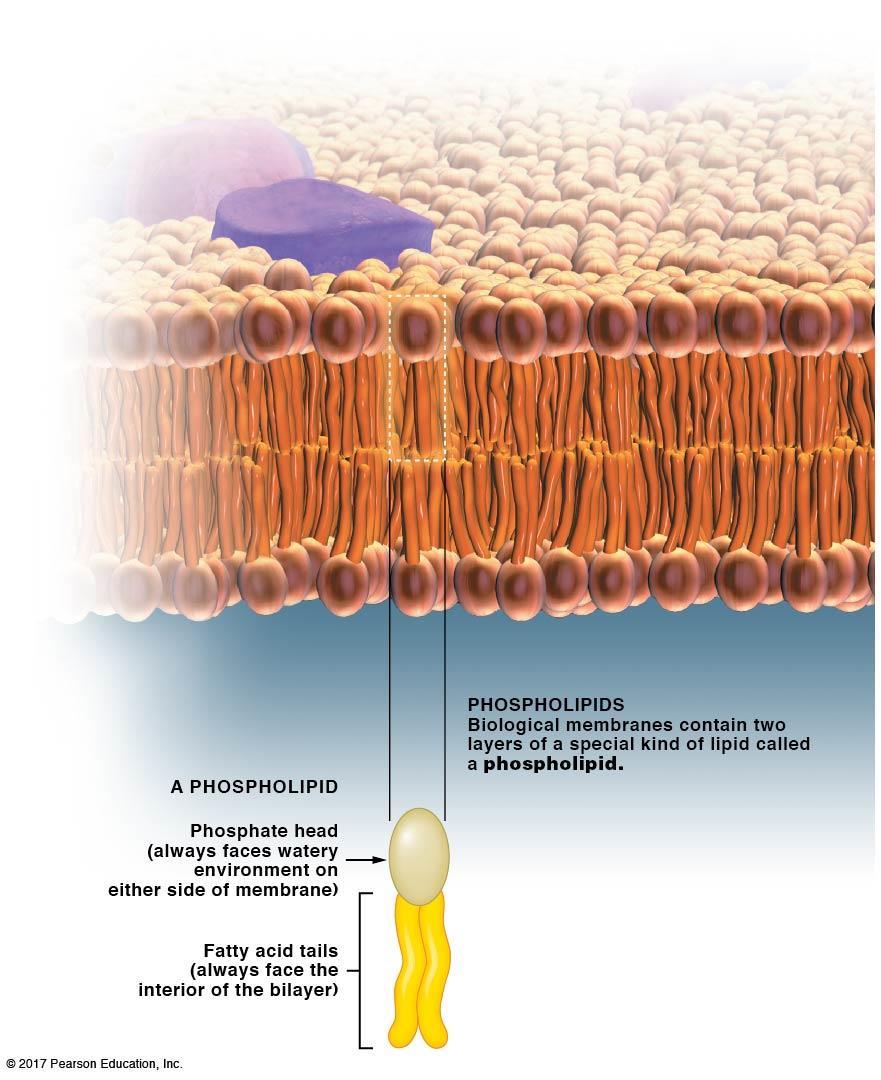 Membranes are made from two layers of lipids: Structure of a plasma membrane: B. Structure of a plasma membrane 1. Composition: phospholipids and proteins 2.