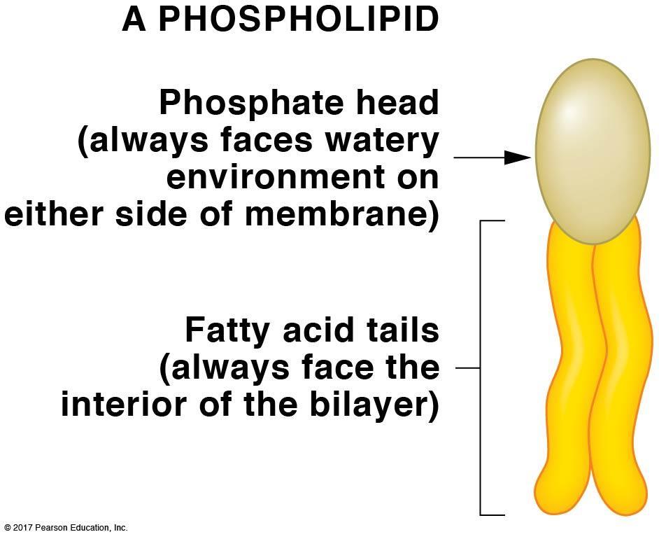 Membranes are made from two layers of lipids: Phospholipids: C. Phospholipids 1.