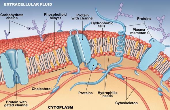 Membranes are made from two layers of lipids: Extracellular fluid: D.