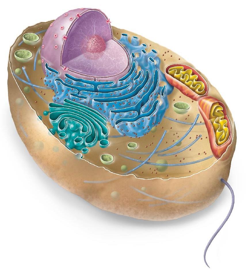 Membranes are made from two layers of lipids: Cytoplasm (cell interior): E. Cytoplasm (cell interior) 1.