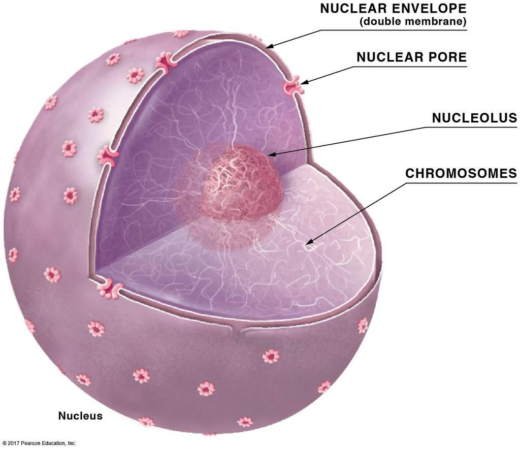 The nucleus houses DNA packaged as chromosomes: Nuclear envelope: B. Nuclear envelope 1. The envelope is a double membrane. 2.