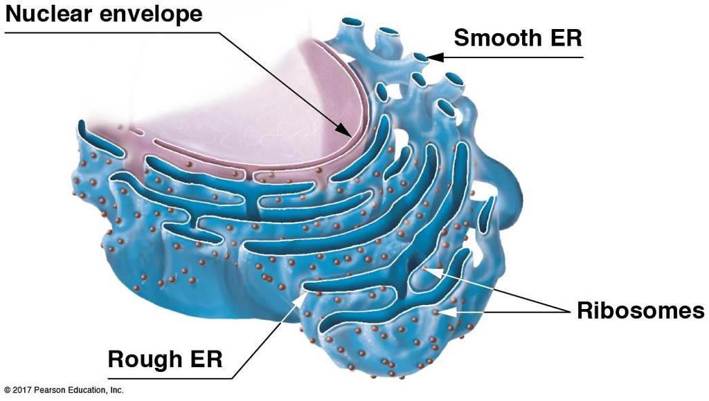 Several organelles participate in the production of proteins: Ribosomes: C. Ribosomes 1.