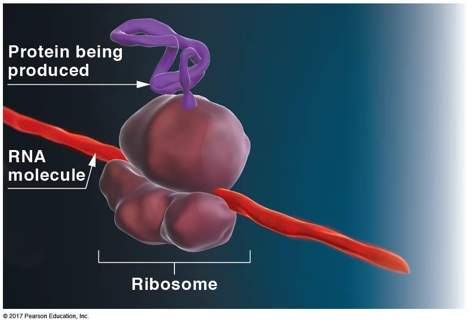 Several organelles participate in the production of proteins: Ribosomes: C. Ribosomes 1. Sites where proteins are made. i. Ribosomes assemble amino acids to make proteins 2.
