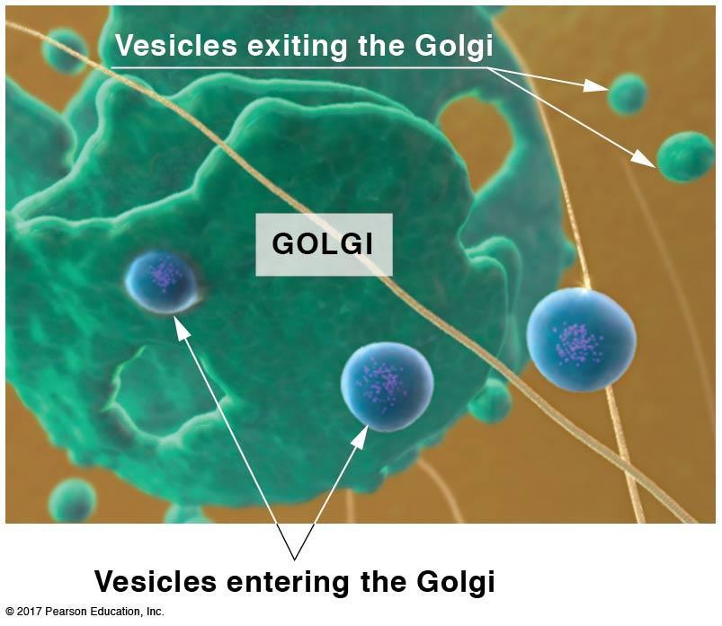 Several organelles participate in the production of proteins: Golgi apparatus: D.