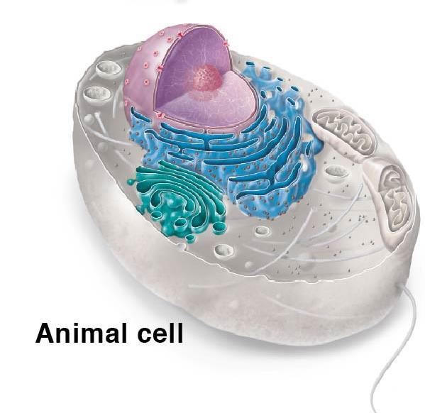 After a protein is made at a ribosome, some travel to the Golgi apparatus. 2.
