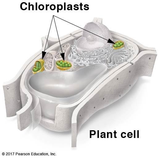 Chloroplasts and mitochondria provide energy to the cell: Chloroplasts: A. Chloroplasts 1.