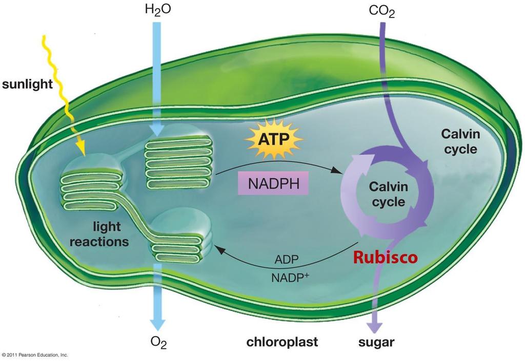 Chloroplasts and mitochondria provide energy to the cell: Chloroplasts: A. Chloroplasts 5. Photosynthesis releases oxygen gas (O2) as a waste product. 6.