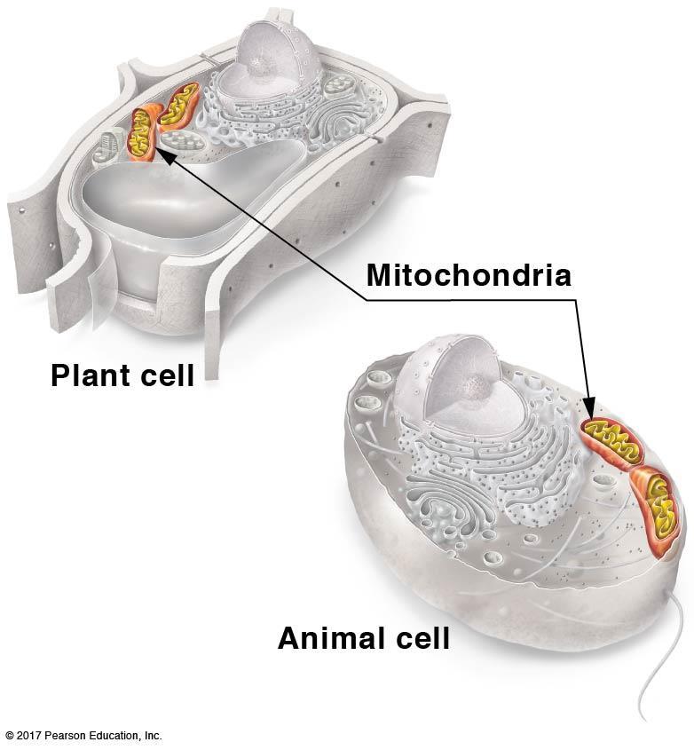 Chloroplasts and mitochondria provide energy to the cell: Mitochondria (mitochondrion): B. Mitochondria (mitochondrion) 1.