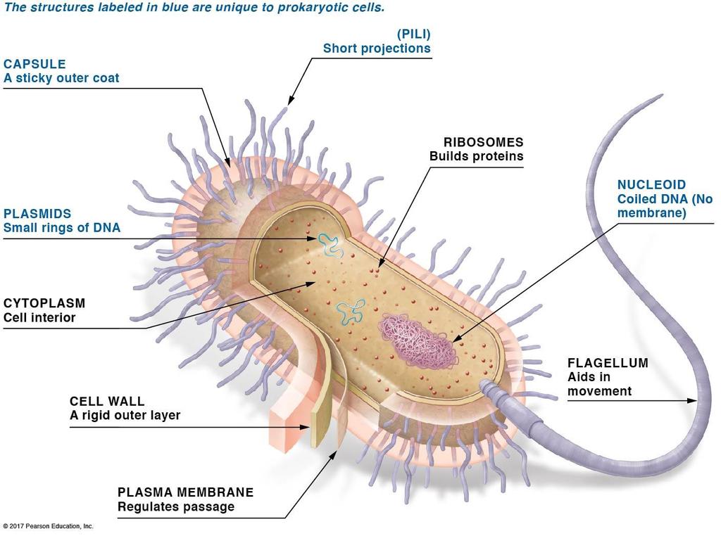 Cells are the fundamental units of life: Prokaryotic cells 2. Structure of an idealized bacterium a. Not all prokaryotes have all the structures listed in the figure on page 43. b. Structures found in all living cells: cytoplasm, plasma membrane, and ribosomes c.