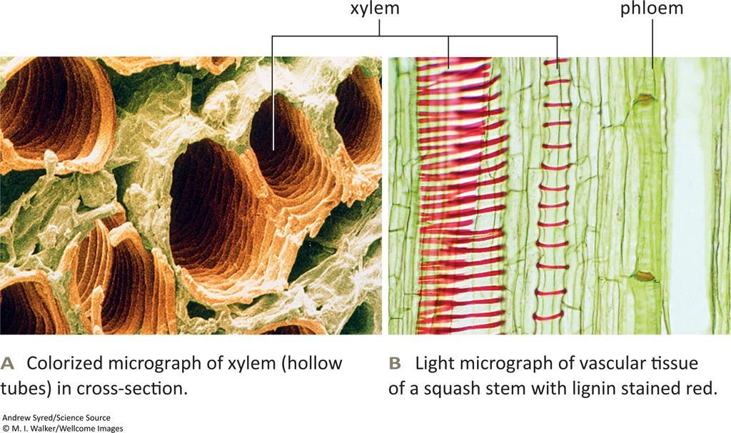 Evolutionary Trends Among Plants Vascular tissues Internal system of pipelines Xylem distributes water Phloem distributes