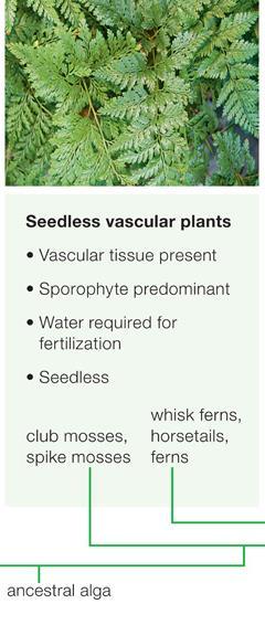 Seedless Vascular Plants Oldest vascular plant lineages Have flagellated sperm that swim to eggs
