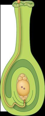 pollen sac of anther (cutaway view) 2n ovule 4 An ovule forms on the