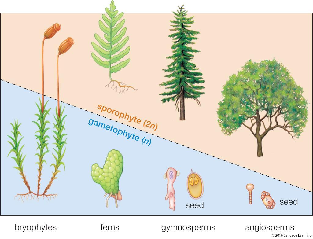 Evolutionary Trends Among Plants Story of plant evolution Adapted to life on land Adapted to increasingly drier habitats Sporophyte dominates