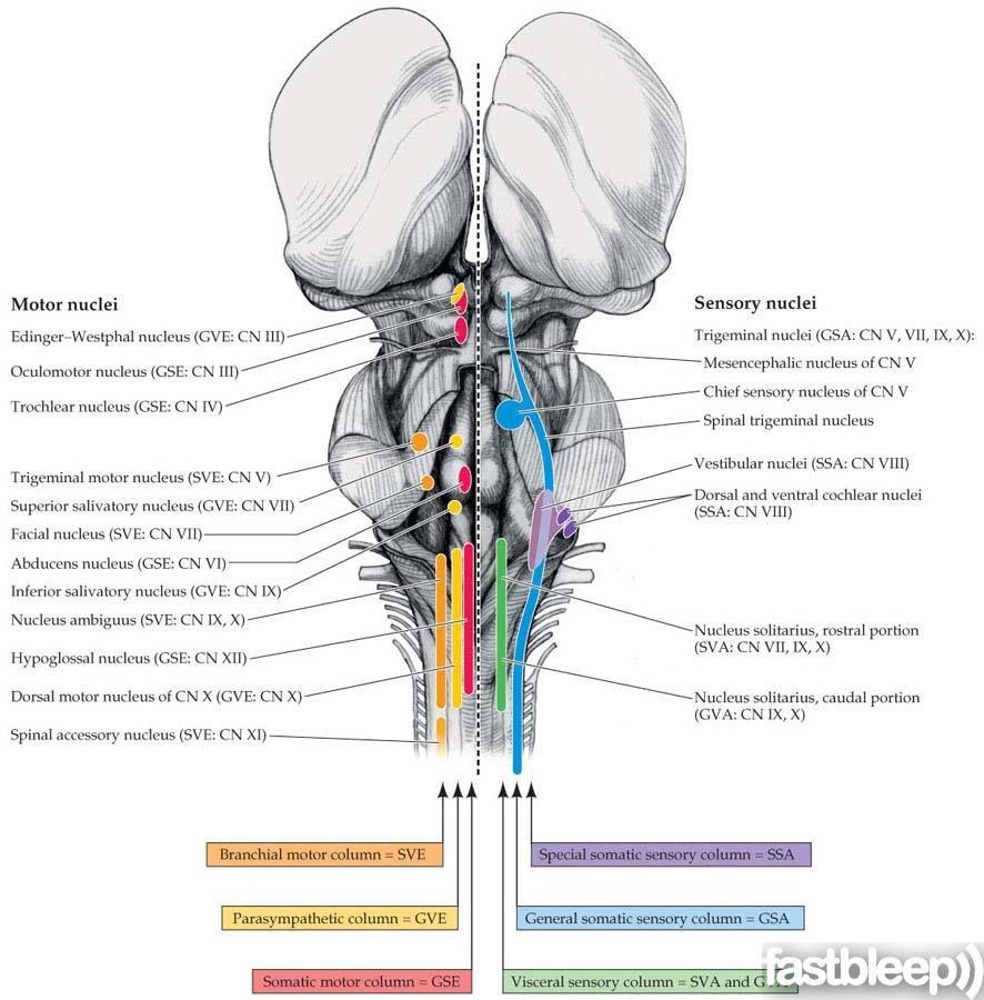 *general somatic efferent: close to the midline,(iii, IV still close to cerebral aqueduct) from sup to inf (III,IV,VI,XII) *GVE: from inf to sup (X,IX,VII,III) IX: inf salivatory nuclei /VII: sup