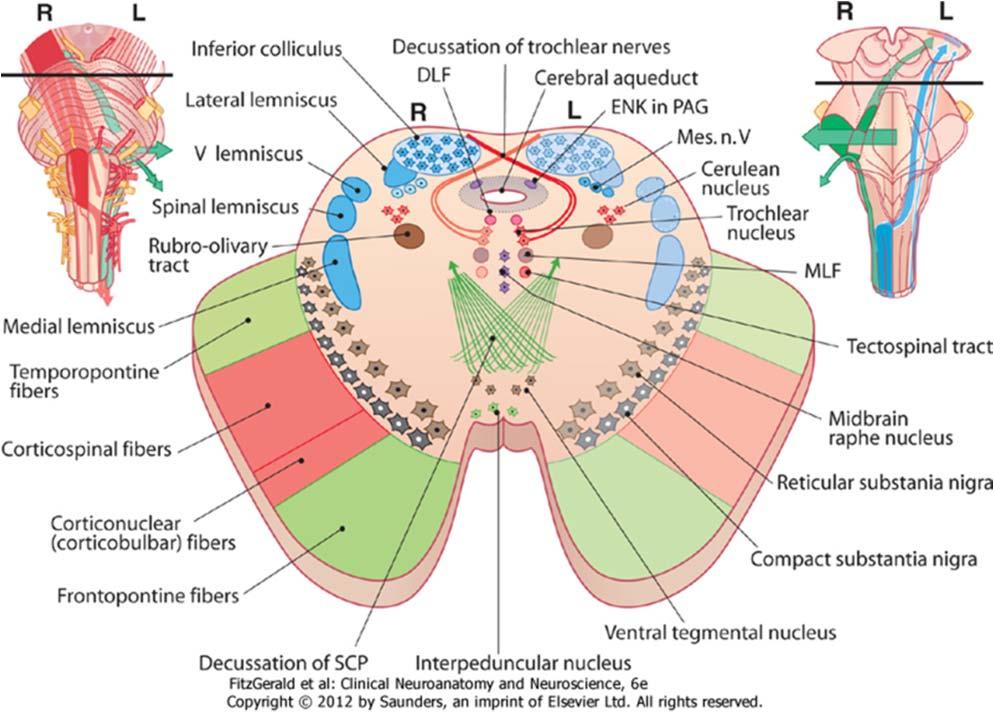 Midbrain: Internal features at level of inferior colliculus Component parts & contents Tectum/Colliculi Tegmentum Substantia Nigra (Intrinsic) Crus