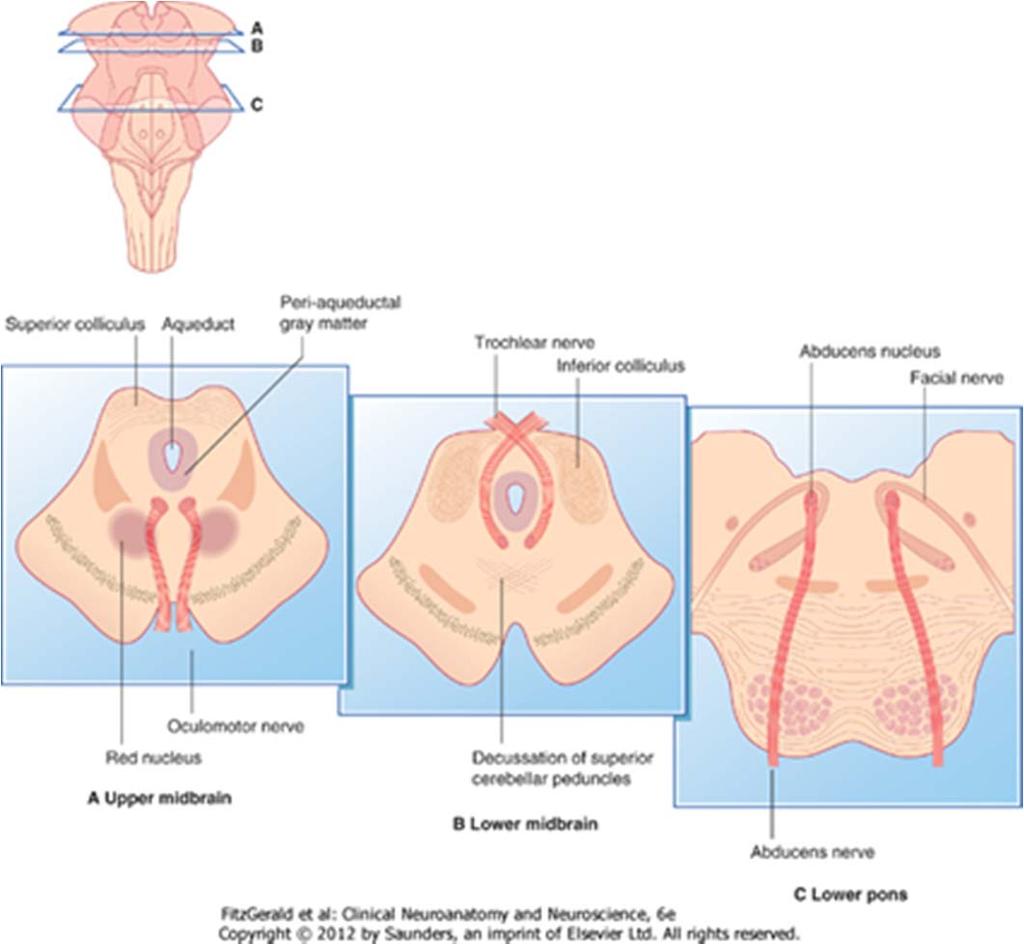 Basic internal features of brainstem in a cross section Ascending/descending tracts