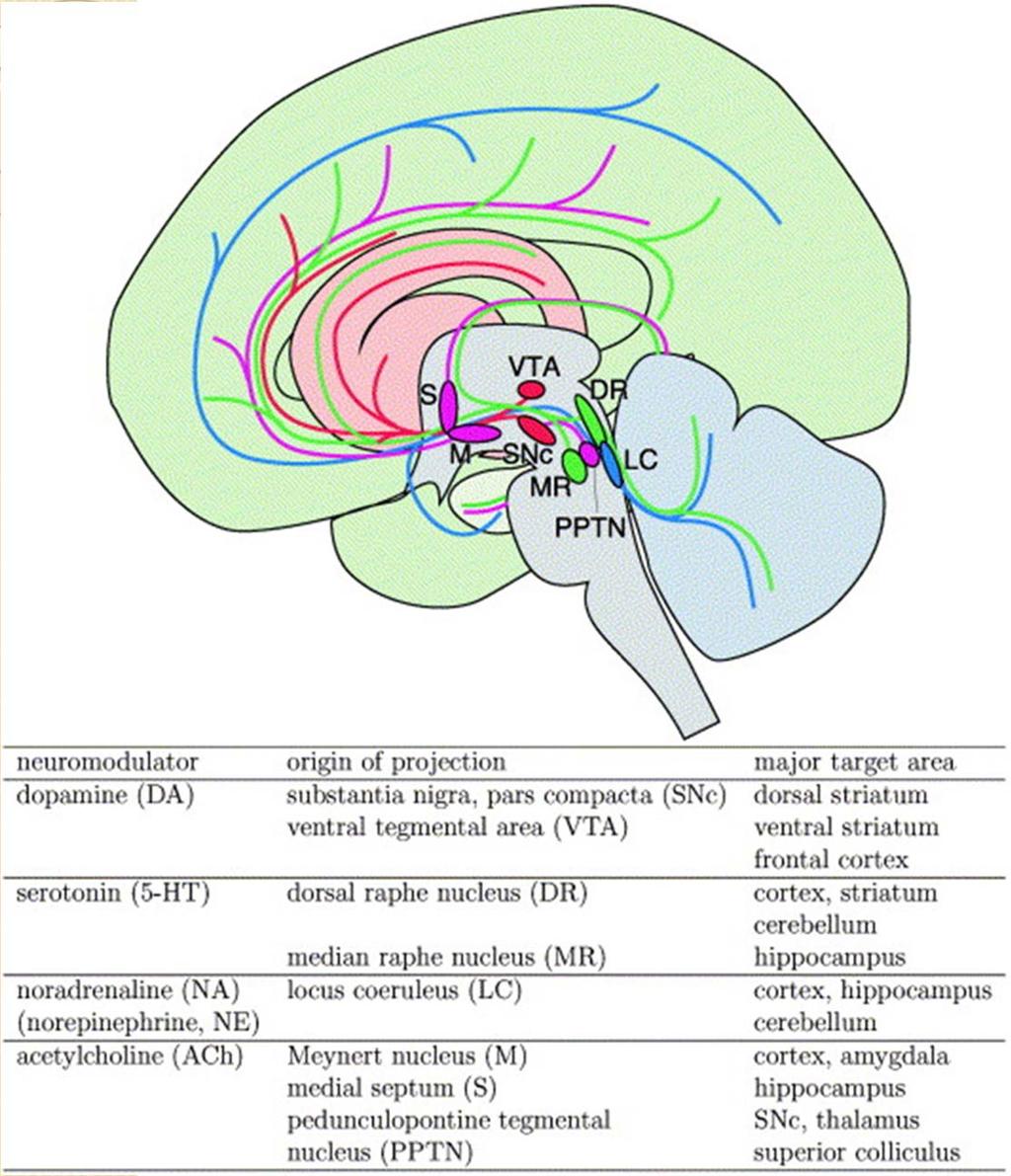 Neuromodulatory Nuclei Modulate neuronal activity over large parts of the entire brain.