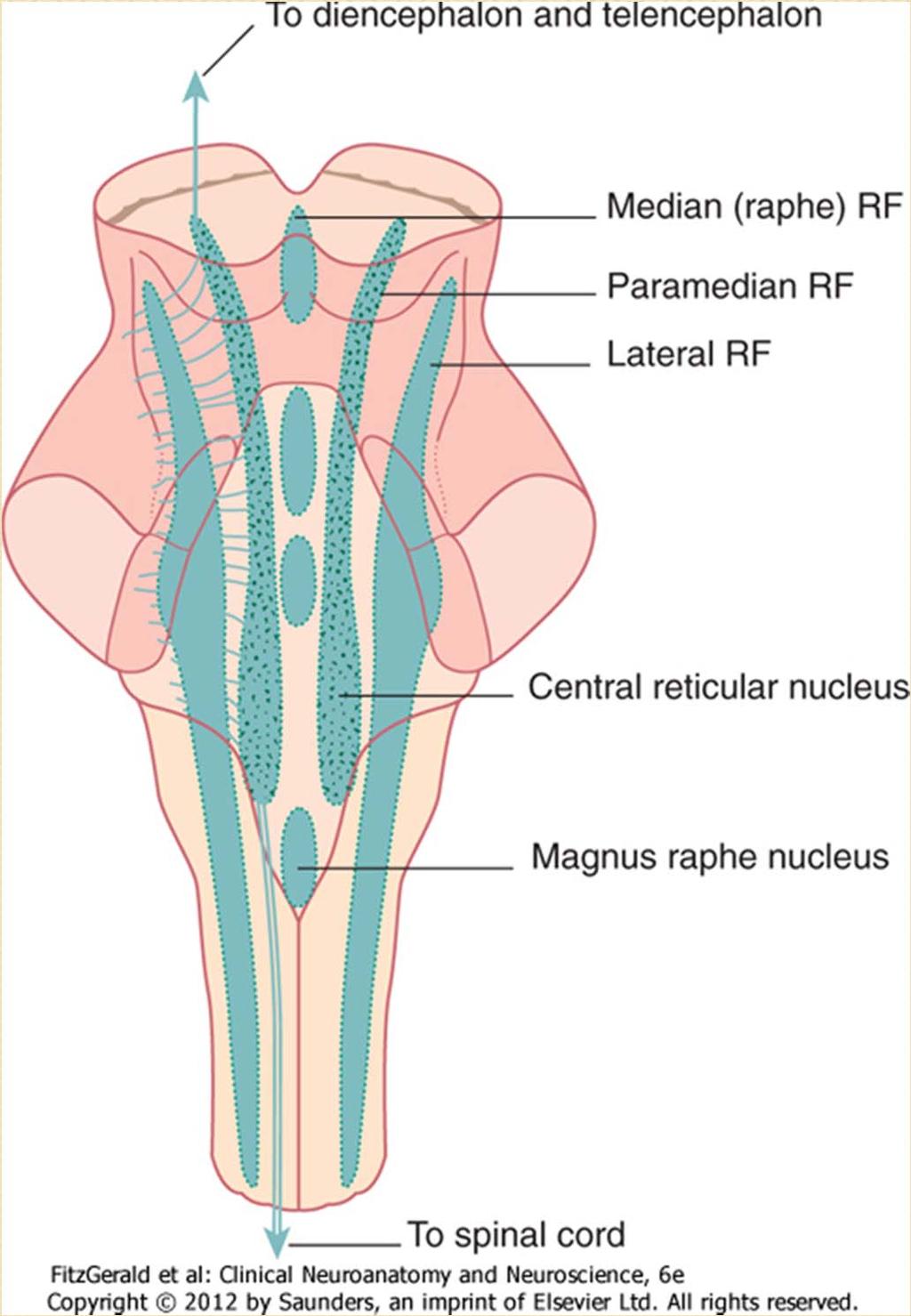 RETICULAR FORMATION (RF) Ill-defined collections of neurones and fibres with diffuse connections traversing the whole brainstem.