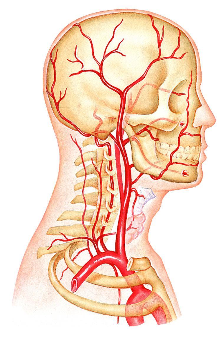 Superficial temporal Basilar Occipital Vertebral Internal carotid External carotid Common carotid Thyrocervical trunk Costocervical trunk Subclavian Axillary (b)