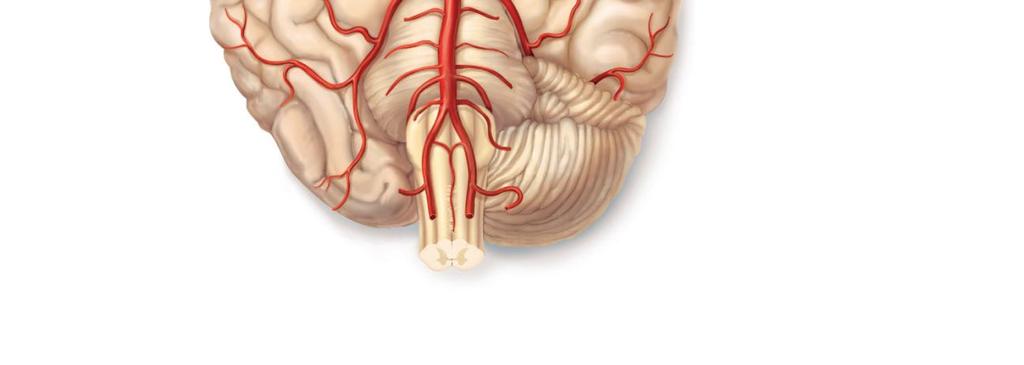 Figure 19.22d Arteries of the head, neck, Frontal lobe Optic chiasma Middle cerebral Internal carotid Mammillary body Temporal lobe Pons Occipital lobe Copyright 2010 Pearson Education, Inc.
