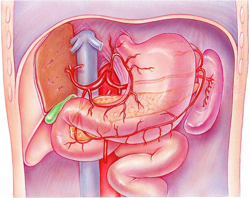 Arteries of the Abdomen Liver (cut) Inferior vena cava Celiac trunk Hepatic proper Common hepatic Right gastric Gallbladder Gastroduodenal Right gastroepiploic Duodenum