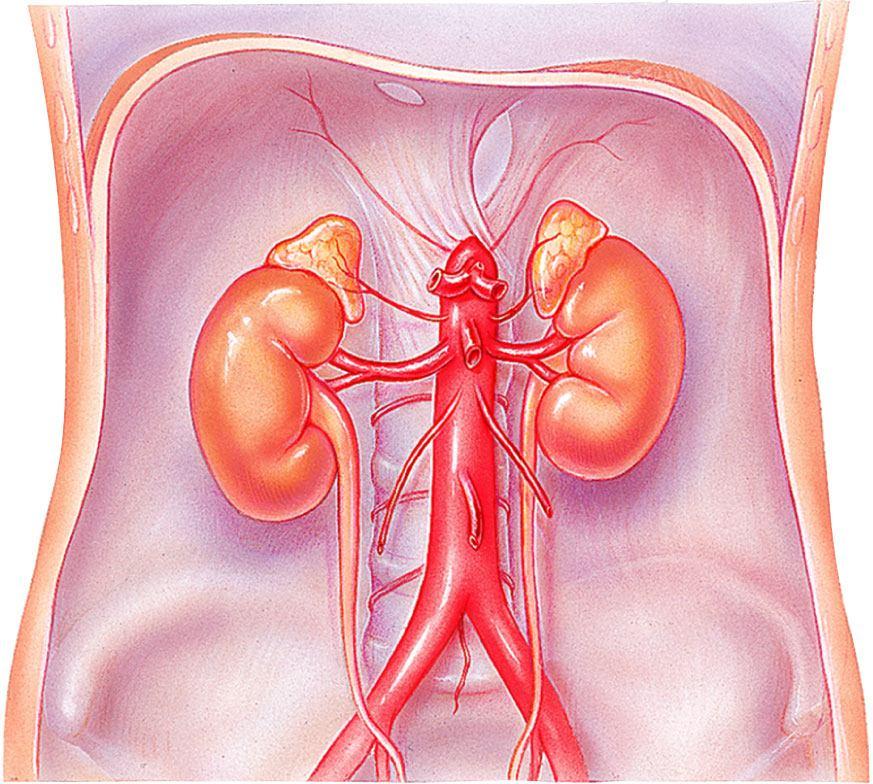Opening for inferior vena cava Hiatus (opening) for esophagus Celiac trunk Kidney Lumbar arteries Abdominal aorta Median sacral (c) Arteries of the Abdomen