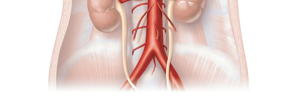 Celiac trunk Abdominal aorta Lumbar arteries Ureter Median sacral Diaphragm Inferior phrenic Middle