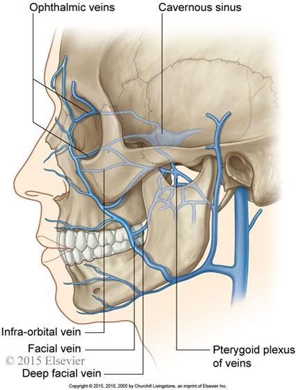 Facial vein The deep facial vein connects