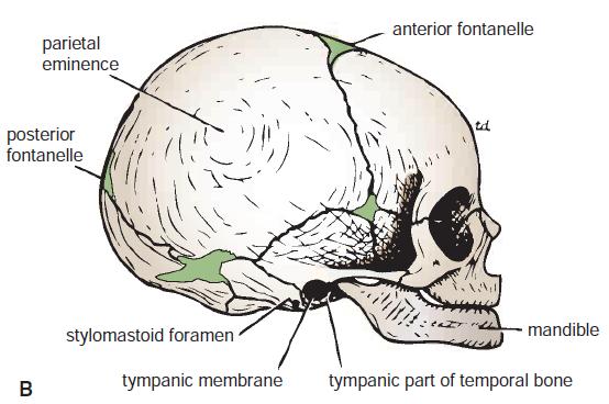 Neonatal Skull Large cranium relative to the face No mastoid process Angle of the mandible is obtuse Facial nerve can be damaged by forceps in a difficult delivery. Why?