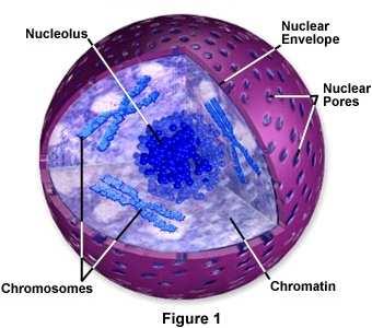 Nucleoplasm material inside nucleus 3.