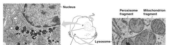 8. Lysosomes(in animals) sac of hydrolytic enzymes (powerful digestive enzymes); digestion of macromolecules Function as the cell s recycling center by digesting worn-out organelles or materials