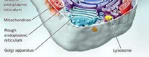 nucleus cytoplasm cell (plasma) membrane mitochondria endoplasmic