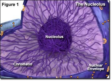 Nucleolus Nucleolus Held inside nucleus Creates